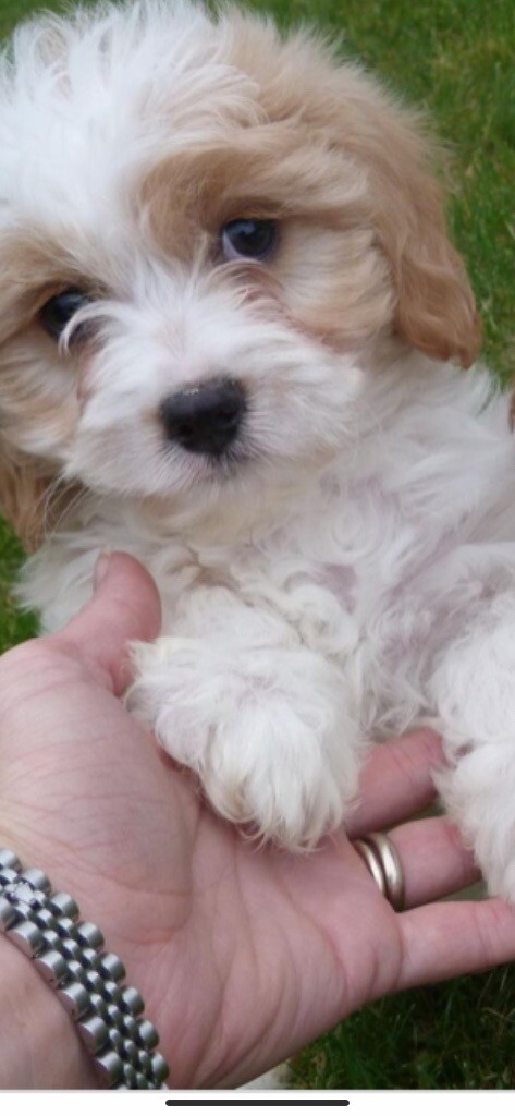 gumtree cavachon